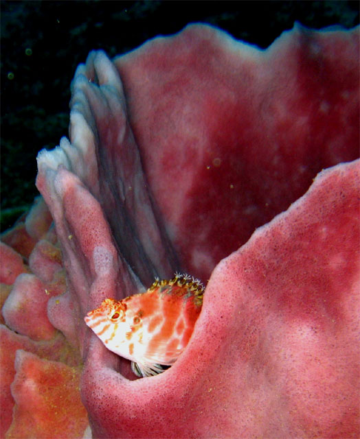 Threadfin hawkfish (Cirrhitichthys aprinus), Puerto Galera, Mindoro, Philippines