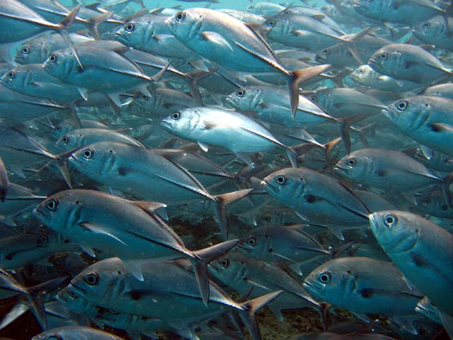 Bigeye trevally (Caranx sexfasciatus), Bali, Indonesia