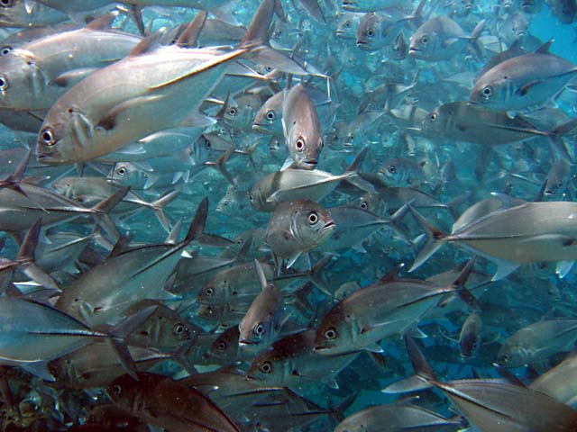 Bigeye trevally (Caranx sexfasciatus), Bali, Indonesia