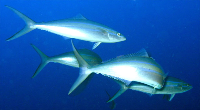 Rainbow runner (Elagatis bipinnulatus), Pulau Badas, Indonesia