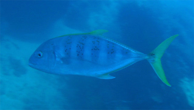 Gold spotted Trevally (Carangoides fulvoguttatus), Pulau Badas, Indonesia