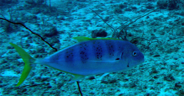 Gold spotted Trevally (Carangoides fulvoguttatus), Pulau Badas, Indonesia