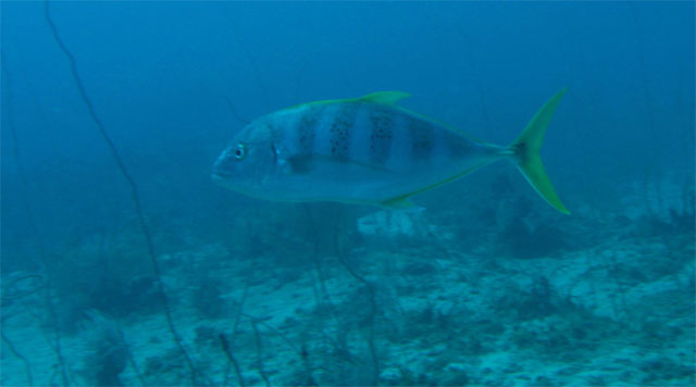 Gold spotted Trevally (Carangoides fulvoguttatus), Pulau Badas, Indonesia