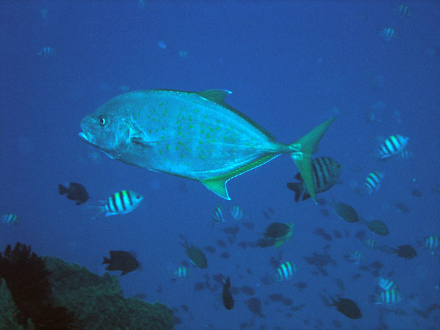 Orange spotted Trevally (Carangoides bajad), Pulau Aur, West Malaysia