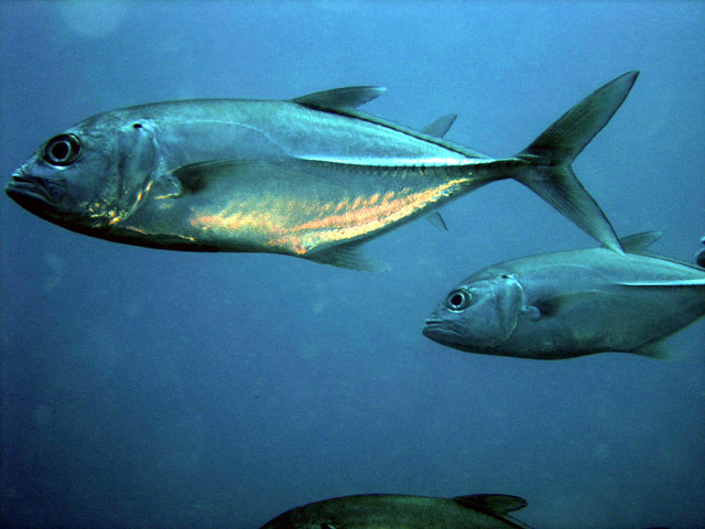 Bigeye trevally (Caranx sexfasciatus), Pulau Redang, West Malaysia