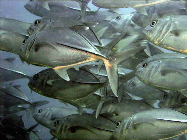 Bigeye trevally (Caranx sexfasciatus), Pulau Redang, West Malaysia