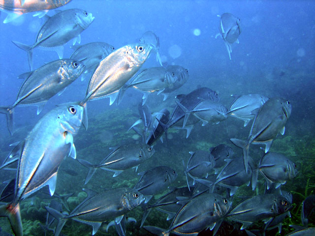 Bigeye trevally (Caranx sexfasciatus), Pulau Redang, West Malaysia