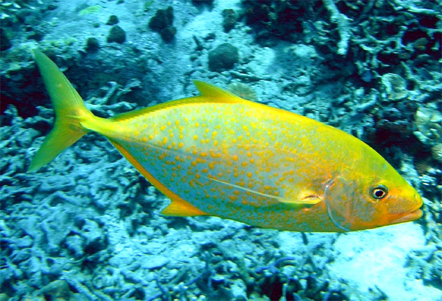 Orange spotted Trevally (Carangoides bajad), Pulau Tioman, West Malaysia