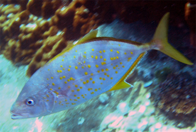 Orange spotted Trevally (Carangoides bajad), Pulau Tioman, West Malaysia