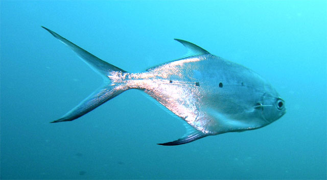 Small-spotted dart (Trachinotus baillonii), Pulau Tioman, West Malaysia