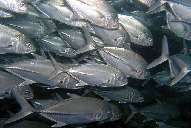 Bigeye trevally (Caranx sexfasciatus), Anilao, Batangas, Philippines