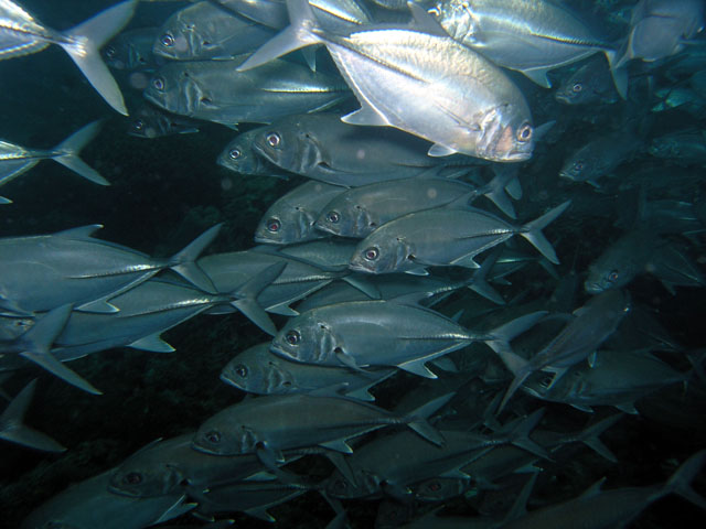 Bigeye trevally (Caranx sexfasciatus), Anilao, Batangas, Philippines