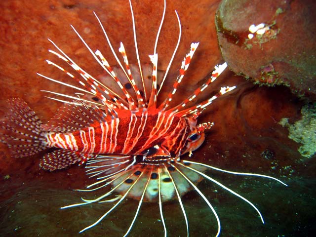 Spotfin lionfish (Pterois antennata), Bali, Indonesia