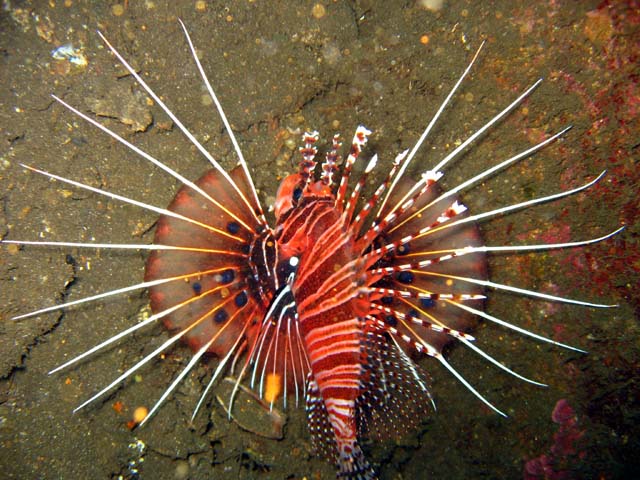 Spotfin lionfish (Pterois antennata), Bali, Indonesia