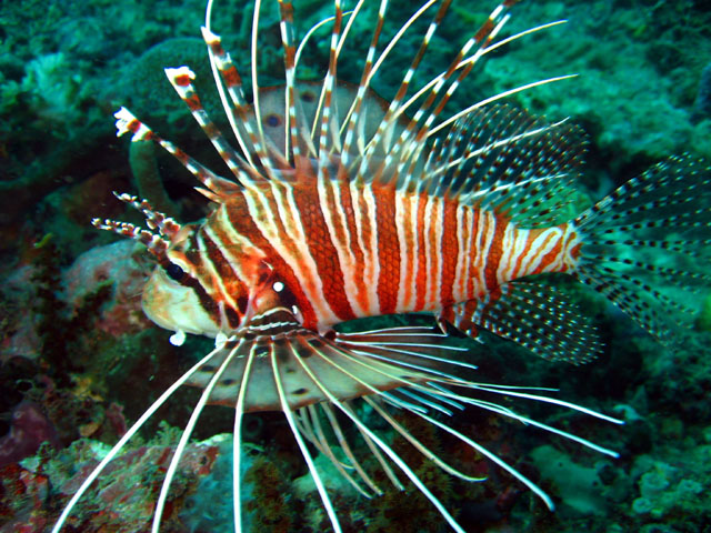 Spotfin lionfish (Pterois antennata), Puerto Galera, Mindoro, Philippines