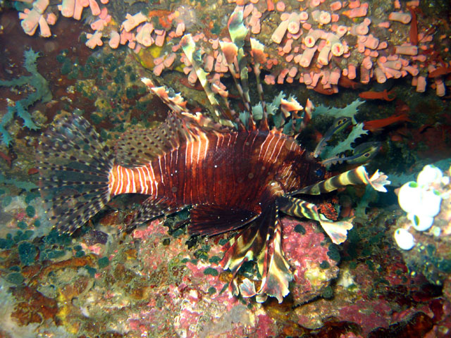 Common lionfish (Pterois volitans), Puerto Galera, Mindoro, Philippines