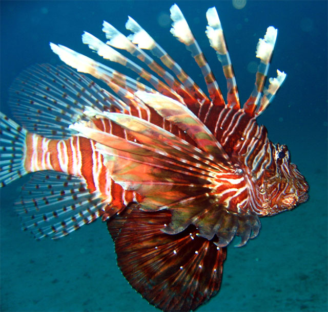 Common lionfish (Pterois volitans), Puerto Galera, Mindoro, Philippines