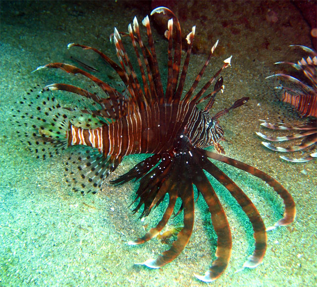 Common lionfish (Pterois volitans), Puerto Galera, Mindoro, Philippines