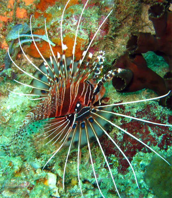 Spotfin lionfish (Pterois antennata), Puerto Galera, Mindoro, Philippines