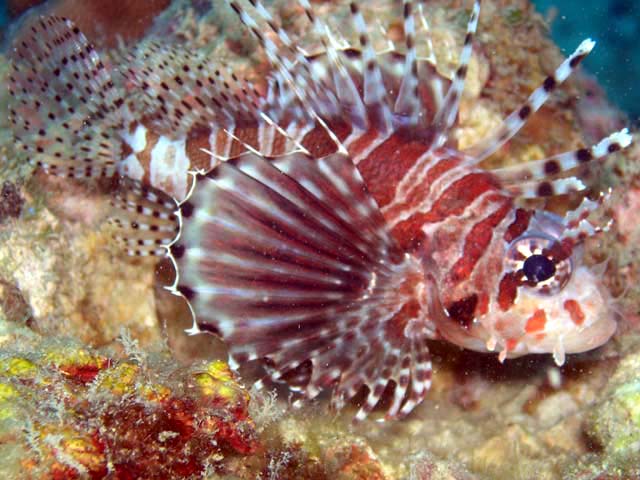 Zebra lionfish (Dendrochirus zebra), Pulau Aur, West Malaysia