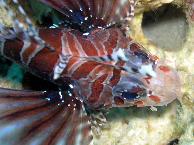 Zebra lionfish (Dendrochirus zebra), Pulau Aur, West Malaysia