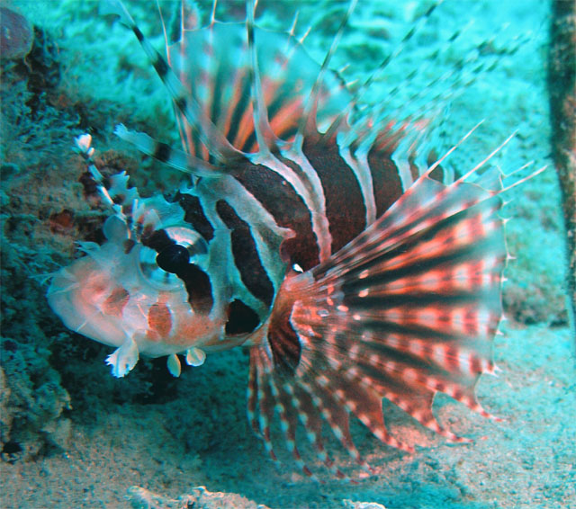 Zebra lionfish (Dendrochirus zebra), Pulau Redang, West Malaysia