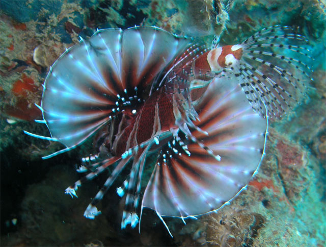 Zebra lionfish (Dendrochirus zebra), Pulau Tioman, West Malaysia