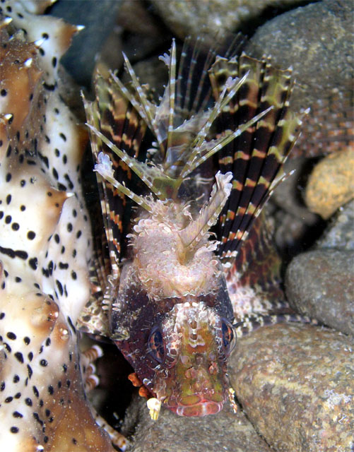 Shortfin lionfish (Dendrochirus brachypterus), Anilao, Batangas, Philippines