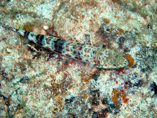 Reef lizardfish (Synodus variegatus), Pulau Aur, West Malaysia