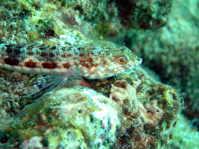 Reef lizardfish (Synodus variegatus), Pulau Aur, West Malaysia