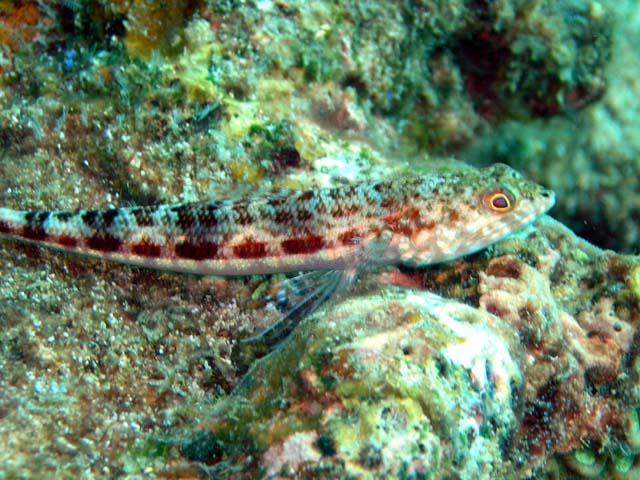 Reef lizardfish (Synodus variegatus), Pulau Aur, West Malaysia