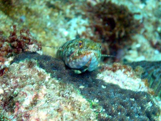 Reef lizardfish (Synodus variegatus), Pulau Aur, West Malaysia