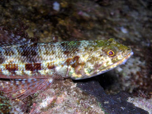 Reef lizardfish (Synodus variegatus), Pulau Aur, West Malaysia