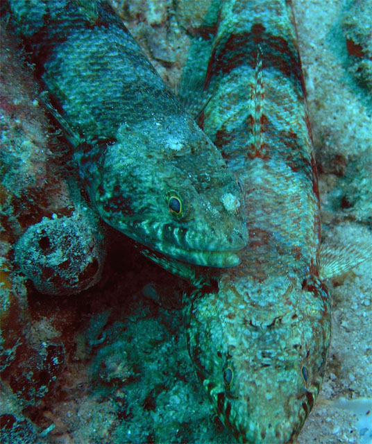 Reef lizardfish (Synodus variegatus), Pulau Tioman, West Malaysia
