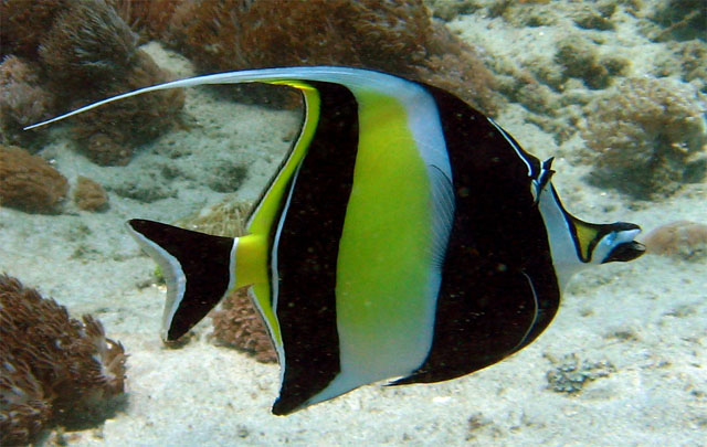 Moorish idol (Zanclus comutus), Bali, Indonesia