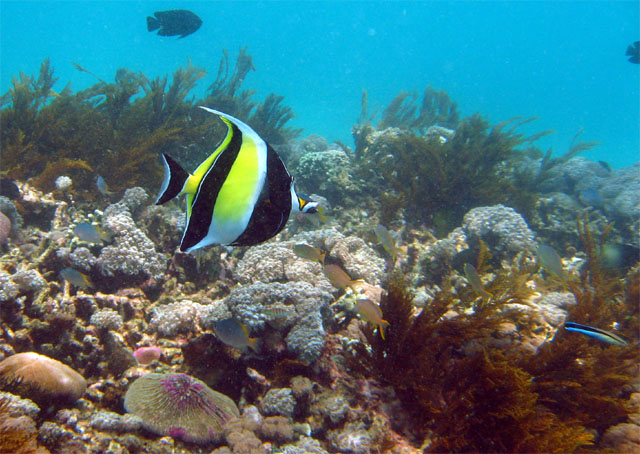 Moorish idol (Zanclus comutus), Bali, Indonesia