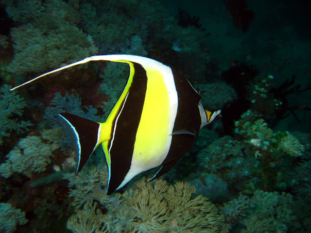 Moorish idol (Zanclus comutus), Puerto Galera, Mindoro, Philippines