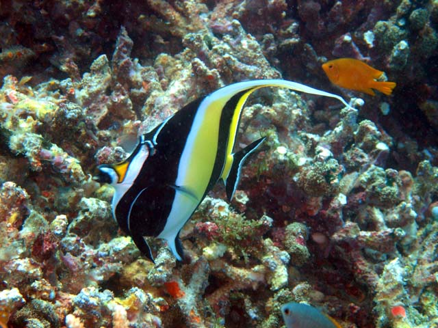 Moorish idol (Zanclus comutus), Pulau Aur, West Malaysia