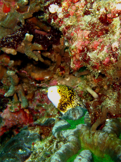 Snowflake moray (Echidna nebulosa), Bali, Indonesia