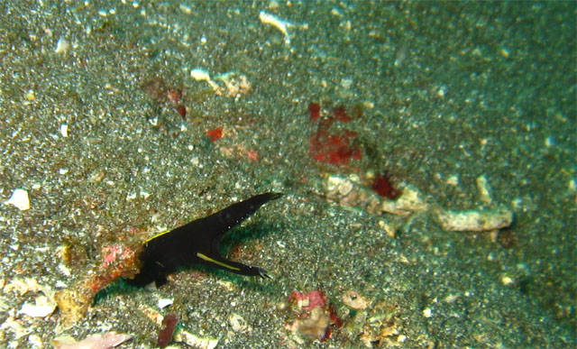 Juvinile Ribbon eel (Rhinomuraena quaesita), Bali, Indonesia