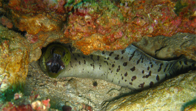 Fimbriated moray (Gymnothorax fimbriatus), Puerto Galera, Mindoro, Philippines