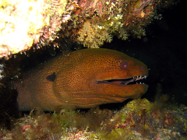 Giant moray (Gymnothorax javanicus), Pulau Badas, Indonesia