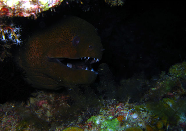 Giant moray (Gymnothorax javanicus), Pulau Badas, Indonesia