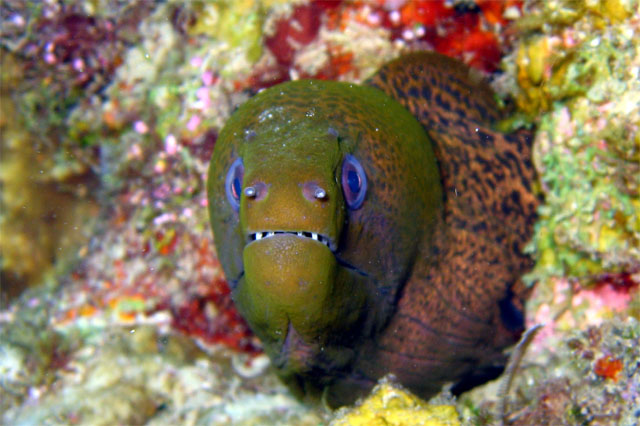 Giant moray (Gymnothorax javanicus), Pulau Badas, Indonesia