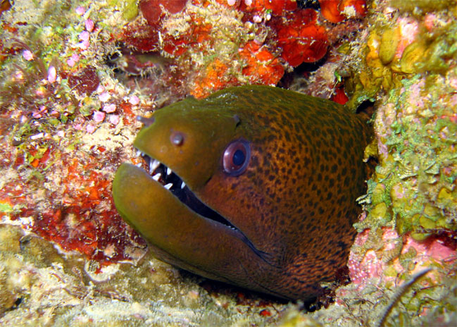 Giant moray (Gymnothorax javanicus), Pulau Badas, Indonesia