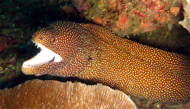 Whitemouth Moray (Gymnothorax meleagris), Puerto Galera, Mindoro, Philippines