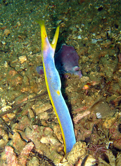 Male Ribbon eel (Rhinomuraena quaesita), Puerto Galera, Mindoro, Philippines
