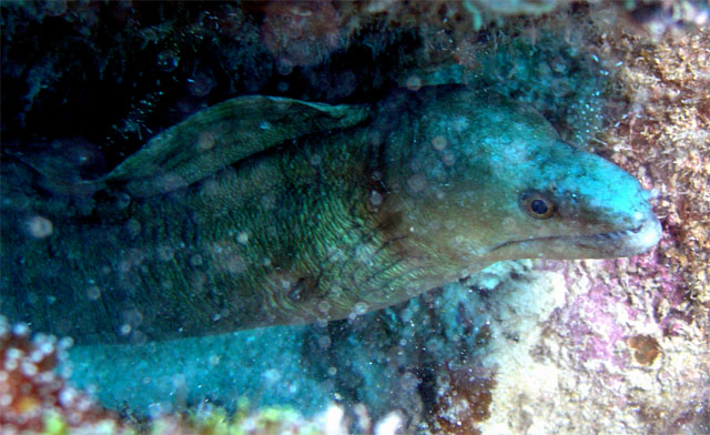 Viper Moray (Enchelynassa canina), Pulau Redang, West Malaysia