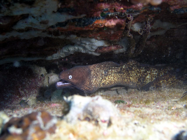 White-eyed moray (Siderea thysoidea), Pulau Redang, West Malaysia