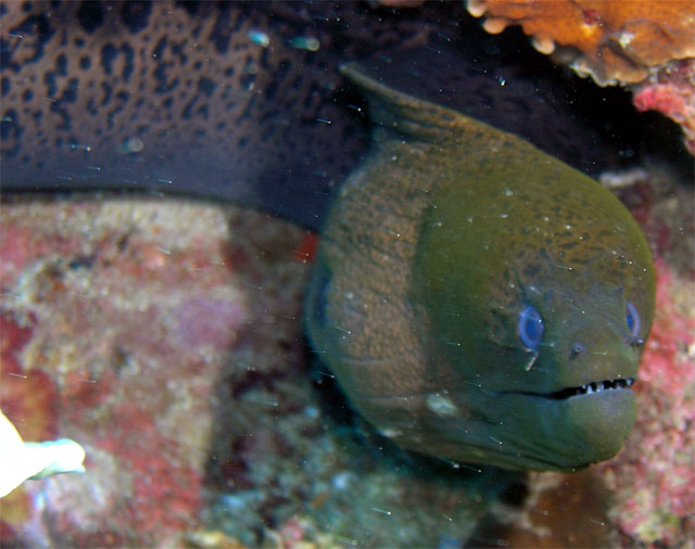 Giant moray (Gymnothorax javanicus), Pulau Tioman, West Malaysia